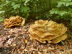 FZ031755 Big mushrooms.jpg
